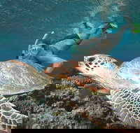 Great Barrier Reef Sailing and Snorkeling Cruise from Port Douglas - Surfers Gold Coast