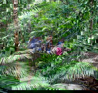 Full Day Daintree Rainforest and Mossman Gorge Tour - Surfers Gold Coast