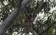 North Stradbroke Island Day Trip From Brisbane - thumb 11