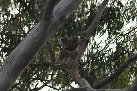 North Stradbroke Island Day Trip From Brisbane - Surfers Gold Coast 11