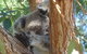 North Stradbroke Island Day Trip From Brisbane - thumb 23