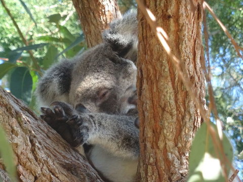 North Stradbroke Island Day Trip From Brisbane - Surfers Gold Coast 23