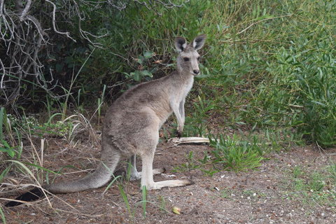 North Stradbroke Island Day Trip From Brisbane - Surfers Gold Coast 13