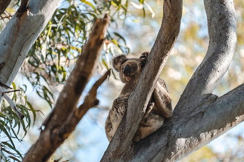 North Stradbroke Island Day Trip From Brisbane - Surfers Gold Coast 27