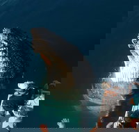 Hervey Bay Whale Watching Experience - Surfers Gold Coast