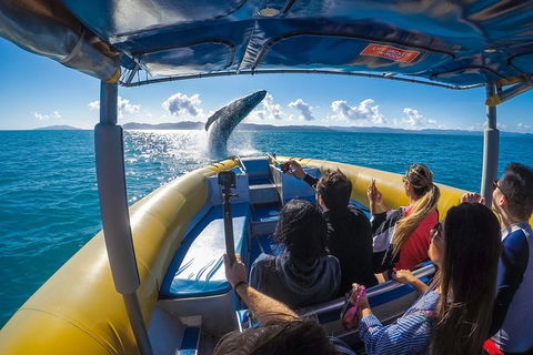 Ocean Rafting Tour To Whitehaven Beach, Hill Inlet Lookout & Top Snorkel Spots - Surfers Gold Coast 14