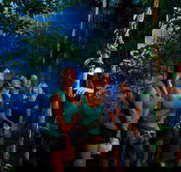 Daintree Rainforest Night Walk from Cape Tribulation - Surfers Gold Coast