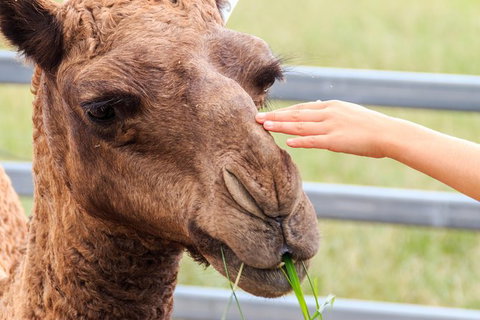 Camel Farm Deluxe Experience - Surfers Gold Coast 1