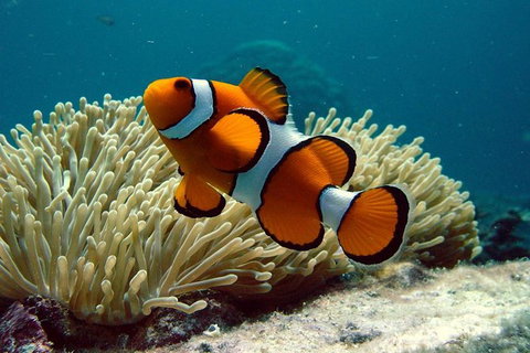 Cairns Reef And Rainforest Combo: Daintree Rainforest And The Great Barrier Reef - Surfers Gold Coast 8