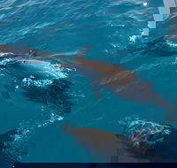 Fraser Island  Dolphin Sailing Adventure - Surfers Gold Coast