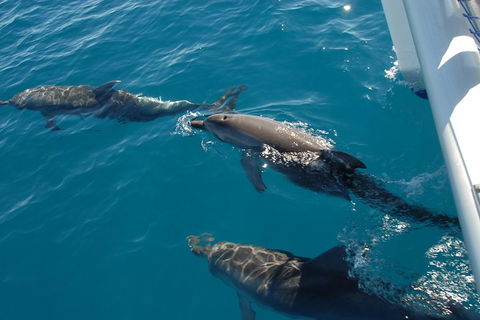 Fraser Island & Dolphin Sailing Adventure - Surfers Gold Coast 0