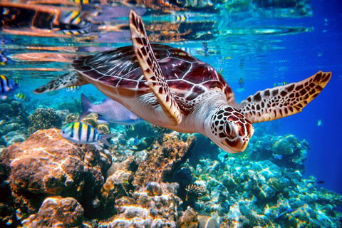 2-Night Whitsunday Islands All-Inclusive Sailing Tour From Airlie Beach - Surfers Gold Coast 7