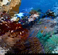 Quicksilver Dive 4 Day PADI Learn to Dive Course - Surfers Gold Coast