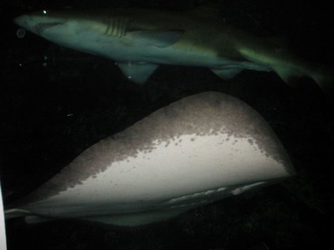 Quicksilver Outer Great Barrier Reef Snorkel Cruise From Port Douglas - Surfers Gold Coast 4