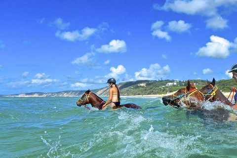 Horse Swimming Ride From Rainbow Beach - Surfers Gold Coast 0