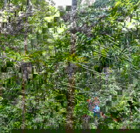 Cape Tribulation and Jungle Surfing Adventure Day from Port Douglas - Surfers Gold Coast