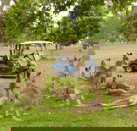 Small-Group Wildlife and Rainforest Tour from Port Douglas - Surfers Gold Coast