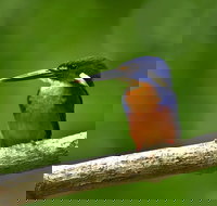 Daintree River Dawn Cruise - Surfers Gold Coast