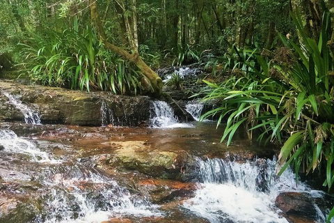 Rainforest & Waterfalls Extravaganza - Surfers Gold Coast 7