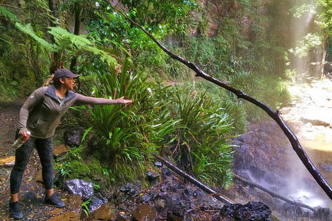 Rainforest & Waterfalls Extravaganza - Surfers Gold Coast 8
