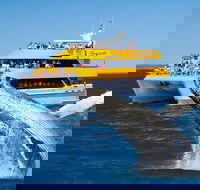 Spirit of Hervey Bay Whale Watching Cruise - Surfers Gold Coast