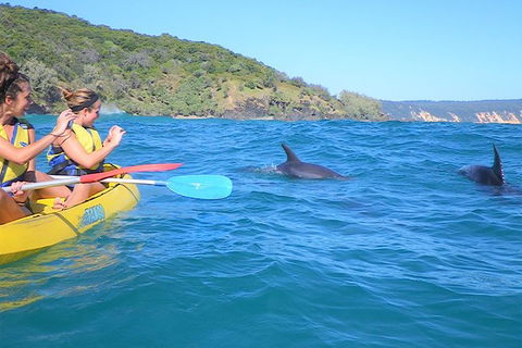 Half-Day Kayak With Dolphins And 4WD Beach Drive From Rainbow Beach - Surfers Gold Coast 1