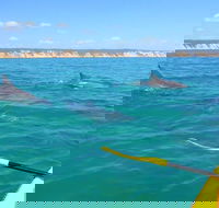 Half-Day Kayak with Dolphins and 4WD Beach Drive from Rainbow Beach - Surfers Gold Coast