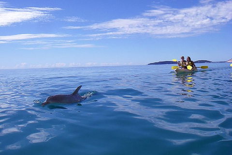Half-Day Kayak With Dolphins And 4WD Beach Drive From Rainbow Beach - Surfers Gold Coast 9