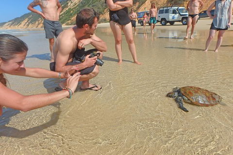 Half-Day Kayak With Dolphins And 4WD Beach Drive From Rainbow Beach - Surfers Gold Coast 11