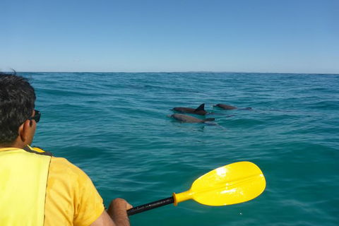 Half-Day Kayak With Dolphins And 4WD Beach Drive From Rainbow Beach - Surfers Gold Coast 6