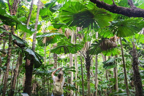 Cape Tribulation, Daintree Rainforest And Wildlife Tour - Surfers Gold Coast 0