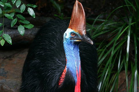 Cape Tribulation, Daintree Rainforest And Wildlife Tour - Surfers Gold Coast 1