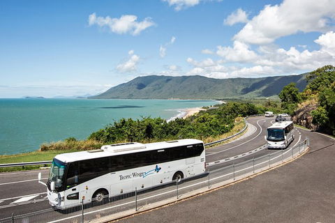 Cape Tribulation, Daintree Rainforest And Wildlife Tour - Surfers Gold Coast 3