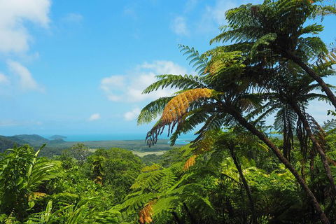 Cape Tribulation, Daintree Rainforest And Wildlife Tour - Surfers Gold Coast 5