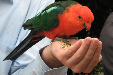 O'Reilly's Lamington National Park And Treetop Canopy Tour - Surfers Gold Coast 1