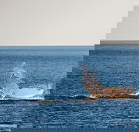 Whale Watching Ocean Tour - Surfers Gold Coast