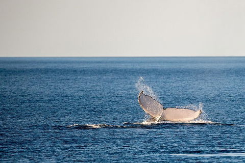 Whale Watching Ocean Tour - Surfers Gold Coast 0