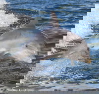 Noosa Oceanrider Scenic Dolphin Safari - Surfers Gold Coast