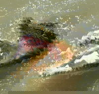 Darwin Jumping Crocodiles Cruise on Adelaide River - Surfers Gold Coast
