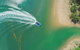 1 Hour Darwin Airboat Tours - thumb 3