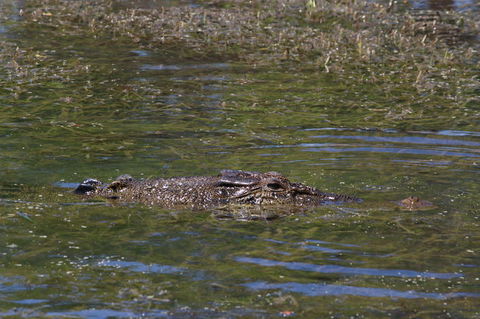 Kakadu, Nourlangie And Yellow Waters Tour From Darwin - Surfers Gold Coast 16