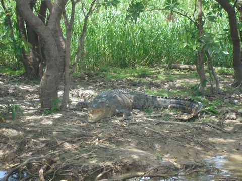 Kakadu, Nourlangie And Yellow Waters Tour From Darwin - Surfers Gold Coast 21