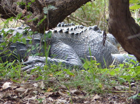 Kakadu, Nourlangie And Yellow Waters Tour From Darwin - Surfers Gold Coast 13