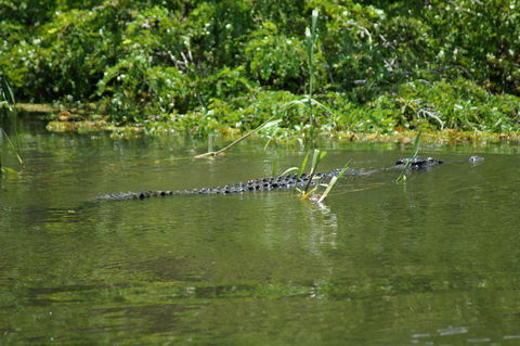Kakadu, Nourlangie And Yellow Waters Tour From Darwin - Surfers Gold Coast 4
