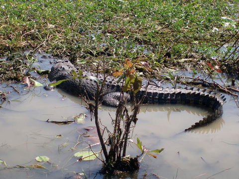 Kakadu, Nourlangie And Yellow Waters Tour From Darwin - Surfers Gold Coast 19