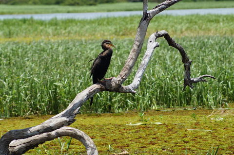 Kakadu, Nourlangie And Yellow Waters Tour From Darwin - Surfers Gold Coast 2
