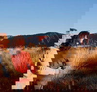 Uluru Sunrise and Kata Tjuta Half Day Trip - Surfers Gold Coast