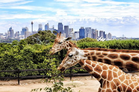 Go Sydney Explorer Pass With Hop-on Hop-Off Bus, Taronga Zoo And More - Surfers Gold Coast 5