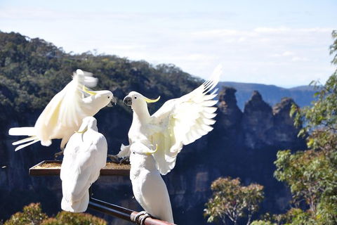 All-Inclusive Blue Mountains Tour In A Luxury Mercedes Sprinter - Surfers Gold Coast 4