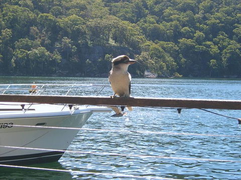 Lunch At Cottage Point Inn By Seaplane From Sydney - Surfers Gold Coast 12